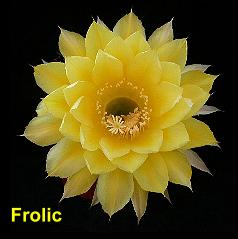 Frolic.4.2.jpg 